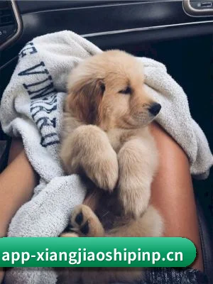 香蕉视频 APP